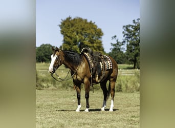 American Quarter Horse, Wallach, 3 Jahre, Falbe