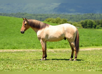 American Quarter Horse, Wallach, 3 Jahre, Falbe
