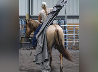 American Quarter Horse, Wallach, 3 Jahre, Falbe