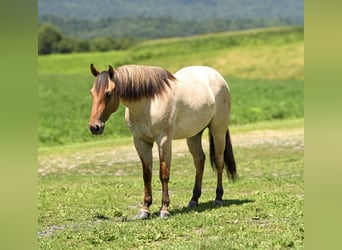 American Quarter Horse, Wallach, 3 Jahre, Falbe