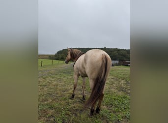 American Quarter Horse, Wallach, 3 Jahre, Falbe