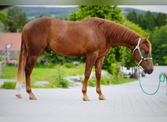 American Quarter Horse, Wallach, 3 Jahre, Fuchs