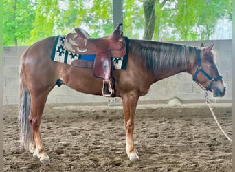 American Quarter Horse, Wallach, 3 Jahre, Fuchs