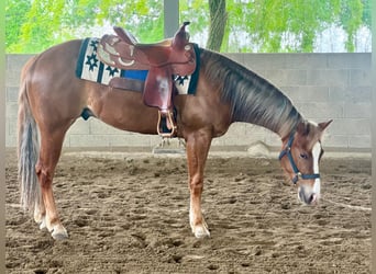 American Quarter Horse, Wallach, 3 Jahre, Fuchs