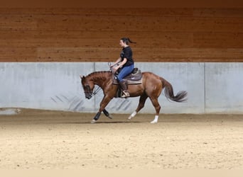 American Quarter Horse, Wallach, 3 Jahre, Hellbrauner