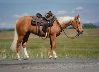 American Quarter Horse, Wallach, 3 Jahre, Palomino