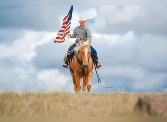 American Quarter Horse, Wallach, 3 Jahre, Palomino