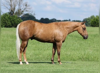 American Quarter Horse, Wallach, 3 Jahre, Palomino
