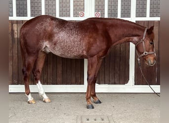 American Quarter Horse, Wallach, 3 Jahre, Rabicano