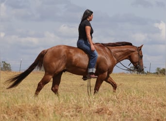 American Quarter Horse, Wallach, 3 Jahre, Red Dun