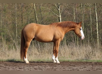 American Quarter Horse, Wallach, 3 Jahre, Red Dun