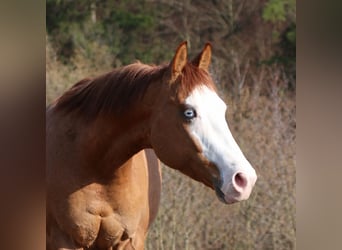 American Quarter Horse, Wallach, 3 Jahre, Red Dun