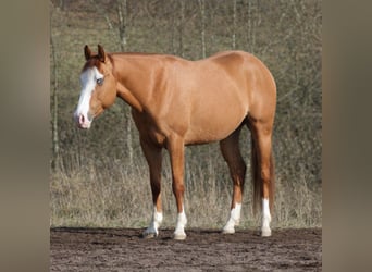 American Quarter Horse, Wallach, 3 Jahre, Red Dun