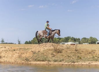 American Quarter Horse, Wallach, 3 Jahre, Roan-Bay