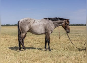 American Quarter Horse, Wallach, 3 Jahre, Roan-Bay