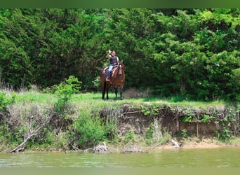 American Quarter Horse, Wallach, 3 Jahre, Roan-Bay