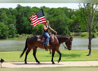 American Quarter Horse, Wallach, 3 Jahre, Roan-Bay