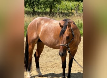 American Quarter Horse, Wallach, 3 Jahre, Roan-Bay