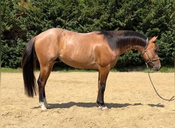 American Quarter Horse, Wallach, 3 Jahre, Roan-Bay