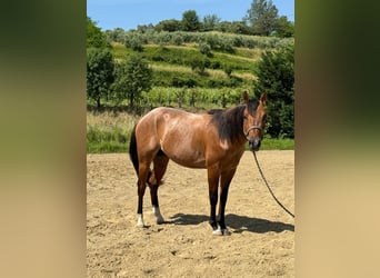 American Quarter Horse, Wallach, 3 Jahre, Roan-Bay