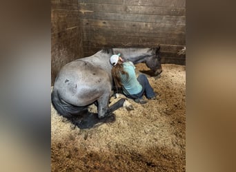 American Quarter Horse, Wallach, 3 Jahre, Roan-Bay