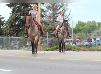 American Quarter Horse, Wallach, 3 Jahre, Roan-Bay