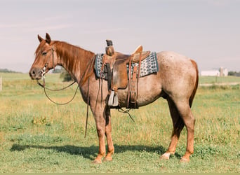 American Quarter Horse, Wallach, 3 Jahre, Roan-Red