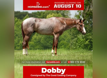 American Quarter Horse, Wallach, 3 Jahre, Roan-Red