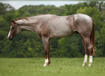 American Quarter Horse, Wallach, 3 Jahre, Roan-Red