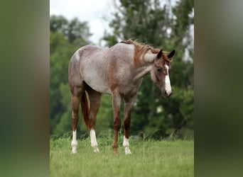 American Quarter Horse, Wallach, 3 Jahre, Roan-Red