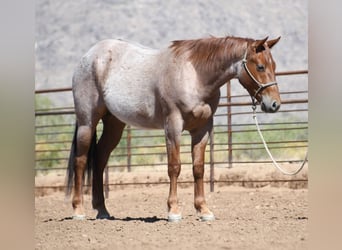 American Quarter Horse, Wallach, 3 Jahre, Roan-Red