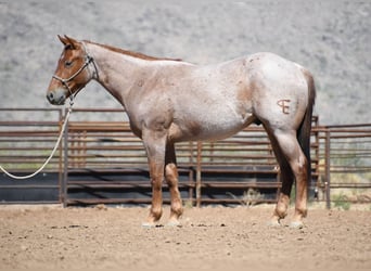 American Quarter Horse, Wallach, 3 Jahre, Roan-Red