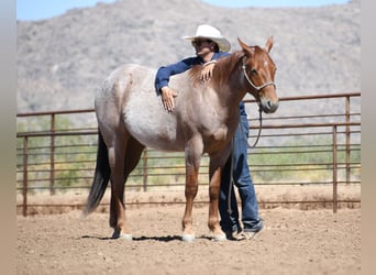 American Quarter Horse, Wallach, 3 Jahre, Roan-Red