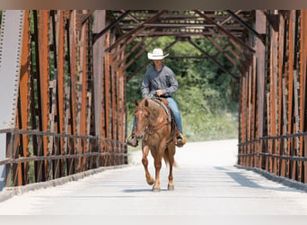 American Quarter Horse, Wallach, 3 Jahre, Roan-Red