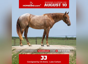 American Quarter Horse, Wallach, 3 Jahre, Roan-Red