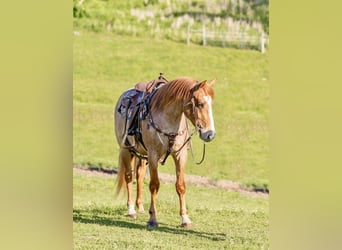 American Quarter Horse, Wallach, 3 Jahre, Roan-Red