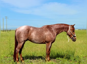 American Quarter Horse, Wallach, 3 Jahre, Roan-Red