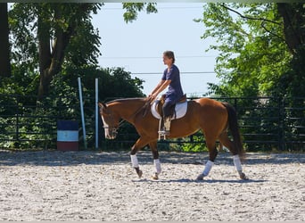 American Quarter Horse Mix, Wallach, 3 Jahre, Rotbrauner