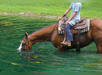 American Quarter Horse Mix, Wallach, 3 Jahre, Rotbrauner