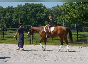 American Quarter Horse Mix, Wallach, 3 Jahre, Rotbrauner