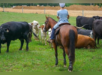 American Quarter Horse Mix, Wallach, 3 Jahre, Rotbrauner