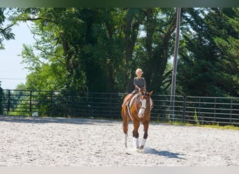 American Quarter Horse Mix, Wallach, 3 Jahre, Rotbrauner