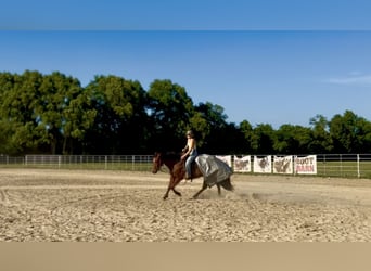 American Quarter Horse, Wallach, 3 Jahre, Rotbrauner