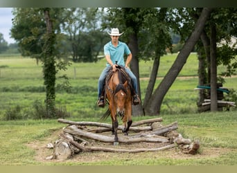 American Quarter Horse, Wallach, 3 Jahre, Rotbrauner