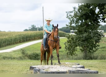 American Quarter Horse, Wallach, 3 Jahre, Rotbrauner