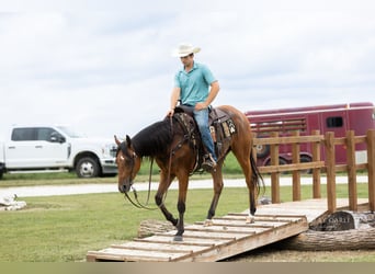 American Quarter Horse, Wallach, 3 Jahre, Rotbrauner