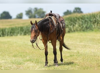 American Quarter Horse, Wallach, 3 Jahre, Rotbrauner