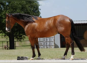American Quarter Horse, Wallach, 3 Jahre, Rotbrauner