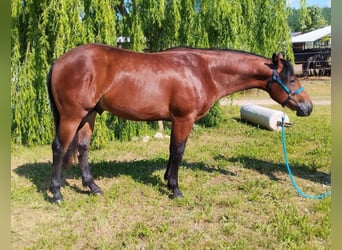 American Quarter Horse, Wallach, 3 Jahre, Rotbrauner