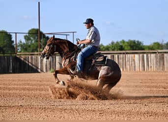 American Quarter Horse, Wallach, 3 Jahre, Rotfuchs